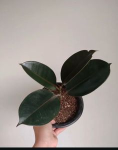 Ficuselasticaburgendy Plants Live