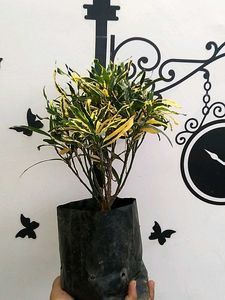 Croton Plant