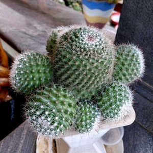 assorted cactus 🌵