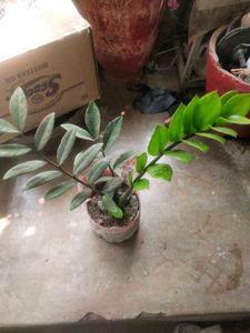 Big Size Zzzzzz Plant With Root Very Healthy