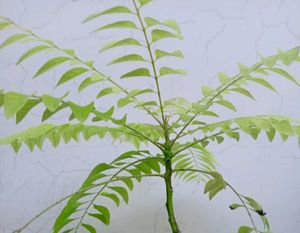 Curry Plants
