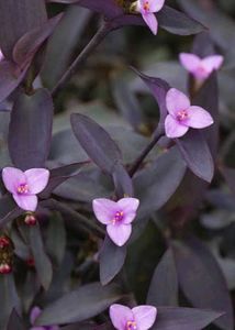 Beautiful Purple Plants