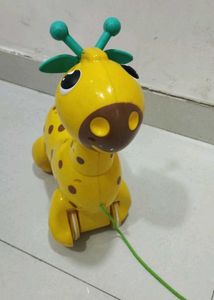Nicco The Giraffee