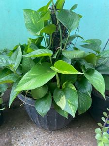 5 Live Plant Cuttings