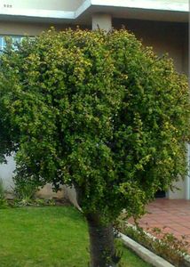 Jade Plant