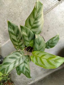 Indoor Plant Collection offer
