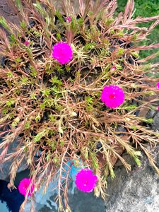 Moss Rose Combo