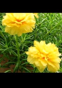 Jade Plant, Snake Plants, Portulaca Colour Of 4