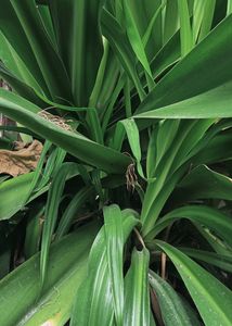 Crinum Lily Plant😍