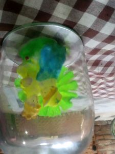 For Decoration and gifts