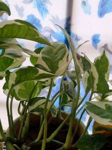 N&#39; Joy Pothos