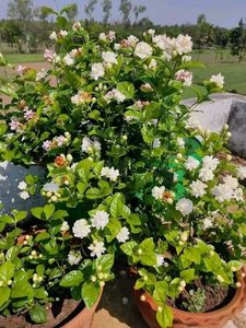 Jesmine Plant Pack Of 1
