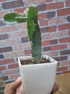 Dragon Fruit Plant Without Pot