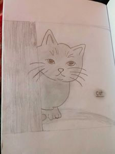Cat Drawing