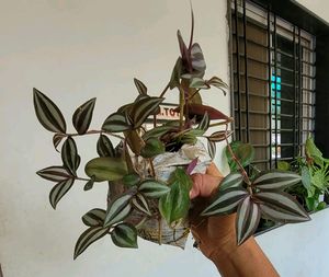 Pack  2 Zabeonic &amp; Nevernever Plant