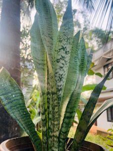 Compo Of Snake Plant And Other