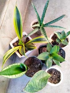 Sansevierias Combo