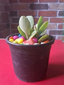 Adorable Potted Succulent with Colorful Stones