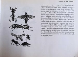 Fascinating World of Animals &amp; Insects