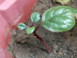 Malabar Spinach (Basella alba),