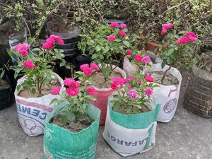 Hazari Rose Plant Pack Of 1