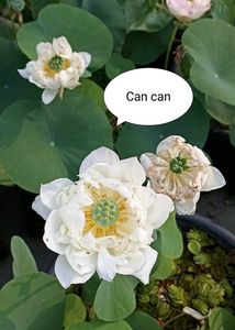 Lotus Tuber For Sale