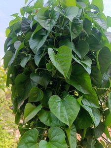 Thippatheega/ Giloy Ayurvedic Live Plant/Cuttings