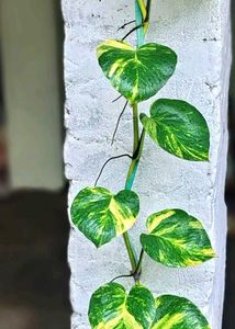 Money Plant Big Leaves