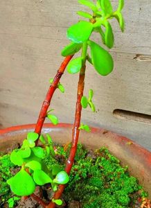 Indoor Plant In Comb