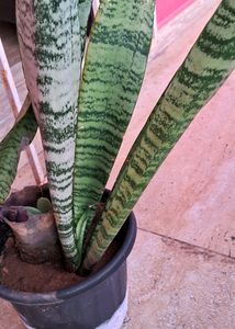 Snake Plant 1 Rooted