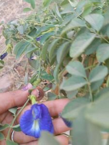 Aparajita Seeds