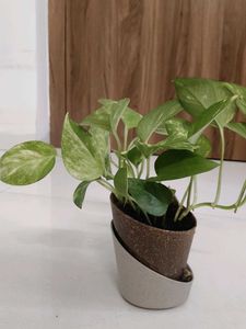 Golden Pothos Money Plant