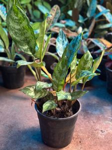 Indoor Plants 10