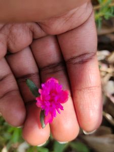Cinderella Moss Rose Colour
