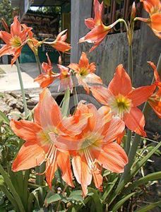 Amyrus Lilly Bulb , Colour - Peach ........Pack Of 1 Bulb