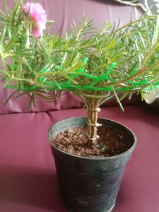 Button Rose Or Time Flower In The Shape Of Bonsai