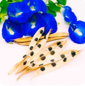 Neelkanth,Aprajita, Plant Seeds, Pack Of 10 Seeds