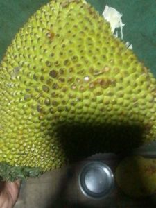 Jackfruit Seed