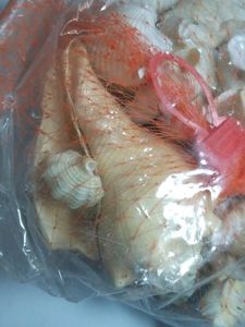 Natural Mix Sea Shells Shankh For Aquariums