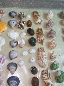 Seashell Collection