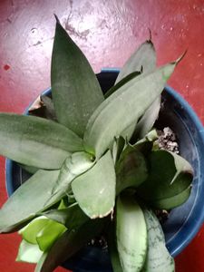 Cobra Lily/Both for Indoor and Outdoor Plant