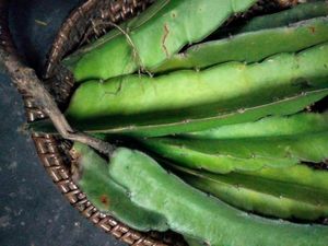 Dragon Fruit Cuttings and with roots combo.