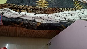 STARS (White) &amp; ANIMAL PRINT STOLE Pair