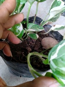 Varigated Air Purifying N Hanging Plants Combo