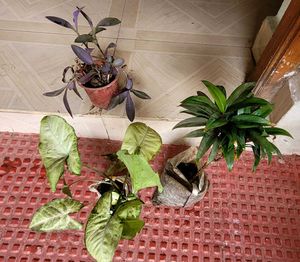 Set 3 Arrowhead &amp; Purple Heart &amp;syngonium Plants ?