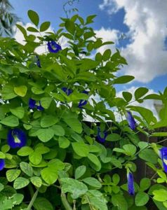 blue butterfly pea (aprajita)plant seeds