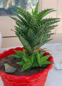 SUCCULENT PLANT WITHOUT POT
