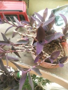 Purple Heart Full Pot With Root