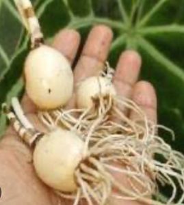 Rail Lily Bulbs (pcs:20)