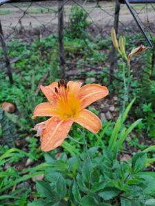 Orange  Daylily